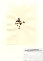 藏品(硬盾果藻)的圖片